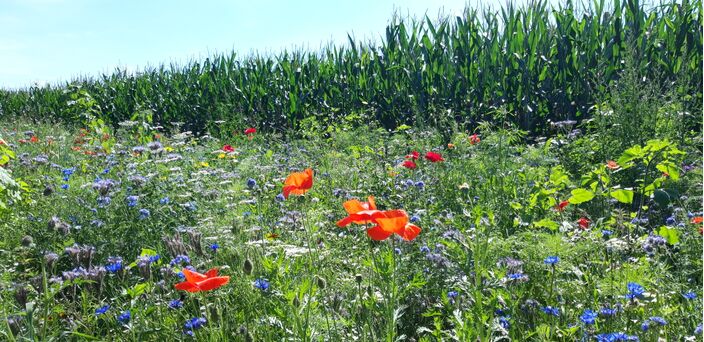 Foto gemaakt door Dorien Bouwman - Een randje bloemen langs een maisveld: win-win!