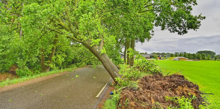 Foto gemaakt door Rico Vogels - Bomen zijn met wortels en al uit de grond gerukt