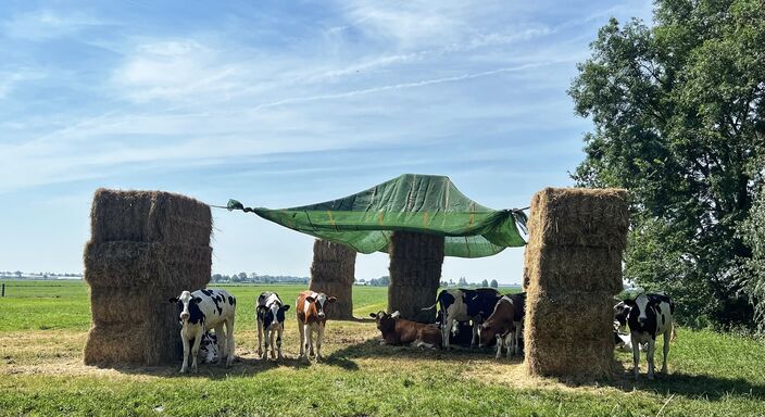 Foto gemaakt door Peter van Beest - Boskoop - Ook dieren willen liever niet in de zon staan met deze hitte - voor deze koeien wordt goed gezorgd