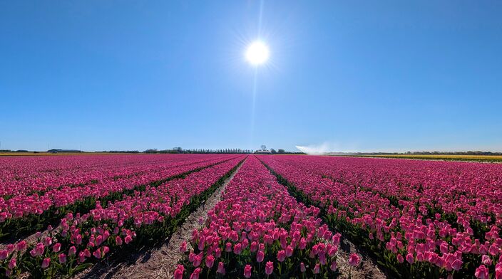 Foto gemaakt door Ed van Pelt  - Julianadorp - Strakblauwe lucht, waarbij goed het verloop naar lichter blauw aan de horizon is te zien.