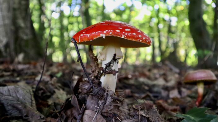 Foto gemaakt door Jolanda Bakker - Waddinxveen - De bekende vliegenzwam: rood met witte stippen.