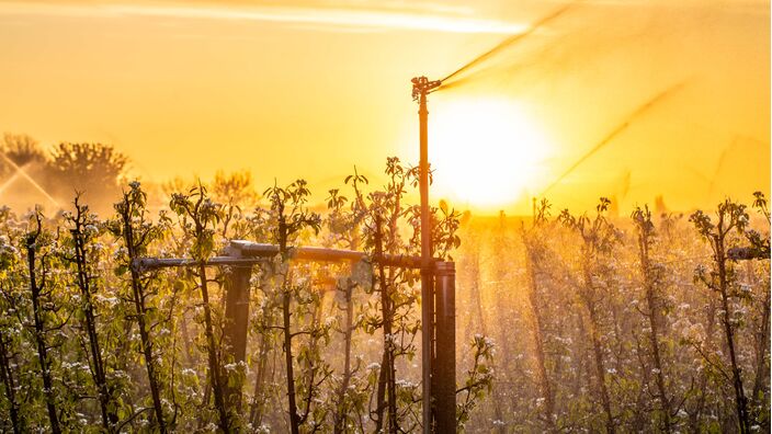 Foto gemaakt door Ab Donker - Buurmalsen - De bloesems van de fruitbomen moesten vanochtend worden beregend om vorstschade te voorkomen. 