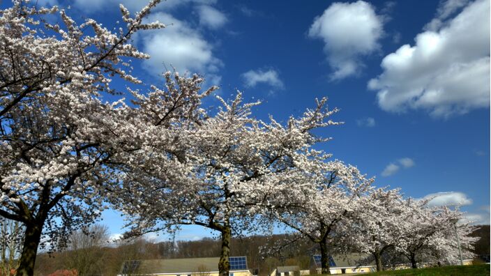 Foto gemaakt door Hans Janssen  - Landgraaf - We moesten er even op wachten, maar eind maart barstte de lente los!