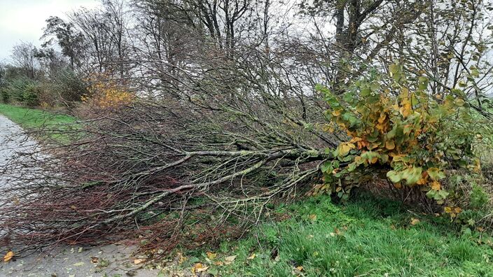 Foto gemaakt door Jannes Wiersema - Roodeschool - Een klein beetje stormschade in de buurt van Roodeschool.