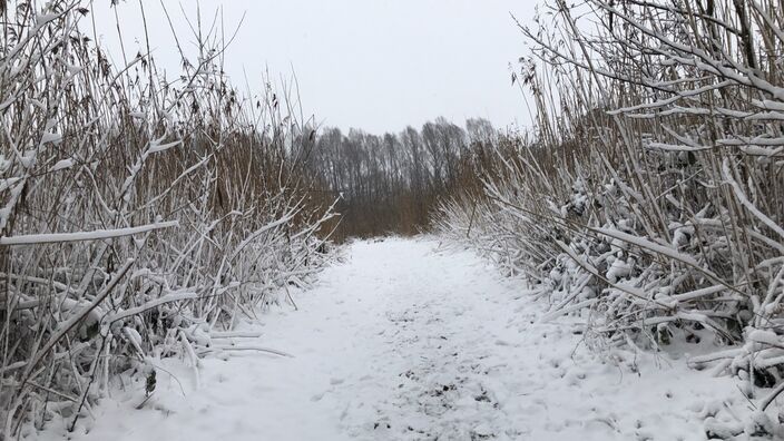 Sneeuw in Nederland, foto uit eigen archief Sneeuw in Nederland, foto uit eigen archief
