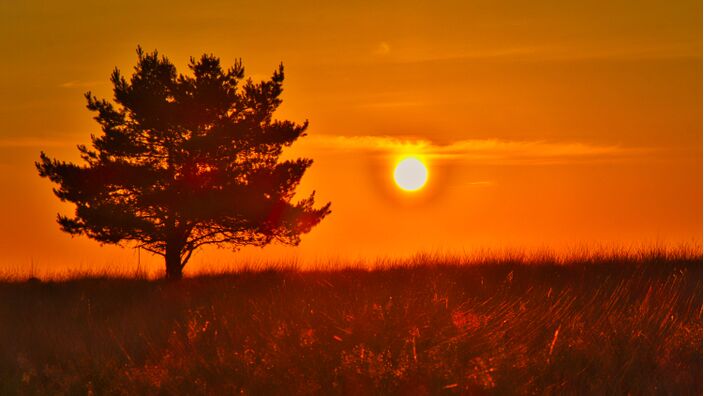 Foto gemaakt door Hans van Loenen - Rozendaalse Veld - Rozendaal - Volop zon en aanhoudend warm