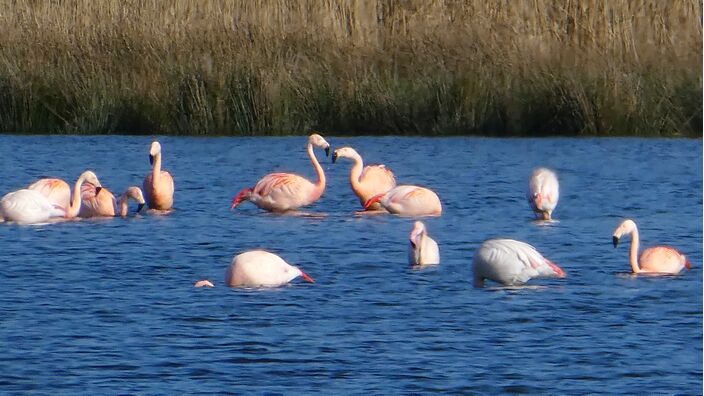 Foto gemaakt door Willy Bonnink - Zwillbrocker Venn - Deze flamingo's genieten ook van het stralende voorjaarsweer.