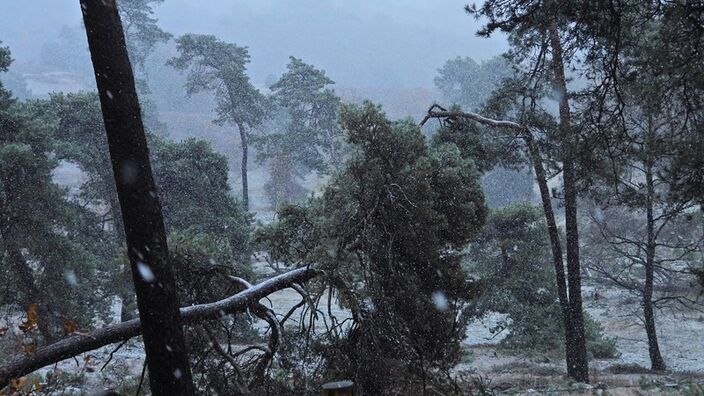 Foto gemaakt door Martin de Jongh  - Posbank, Rheden - Plaatselijk wordt het koud genoeg voor een laagje sneeuw