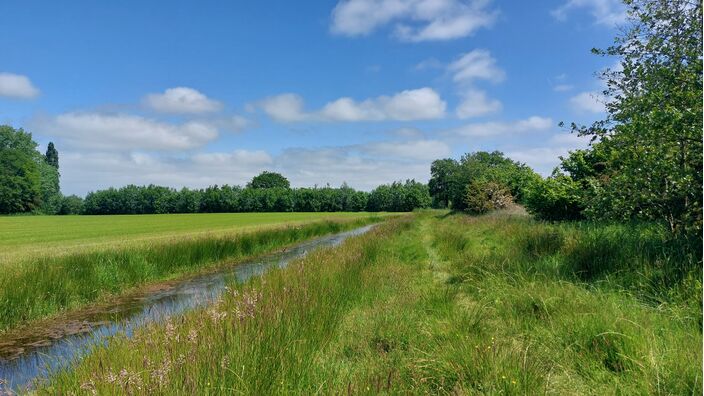 Foto gemaakt door Dorien Bouwman - Twello - Gras, gras en nog eens gras