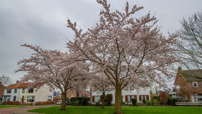 Foto gemaakt door Ab Donker - Buurmalsen - Tot en met zaterdag blijft het nog sterk wisselvallig, daarna lijkt het weer om te slaan. Vanaf zondag komt er meer zon, maar is het nog wel vrij koud.