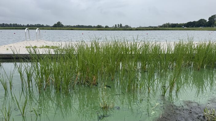 Foto gemaakt door Jolanda Bakker - Zevenhuizen - Blauwalg is goed te herkennen aan een groenblauwe drijflaag die doet denken aan verf op het wateroppervlak.