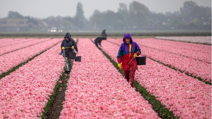 Foto gemaakt door Ilse Kootkar  - Den Helder - Een zeer natte lente eindigde toch nog vrij zonnig.