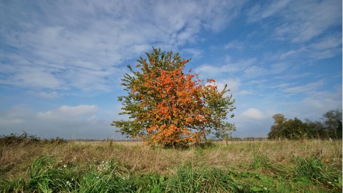 Foto gemaakt door Arjan Pat - Hooghalen - Het blad begint te verkleuren, maar de zon doet nog haar best