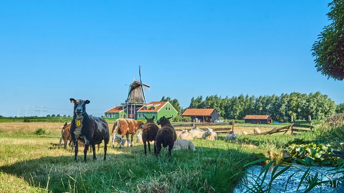 Foto gemaakt door Kees Jak - Westzaan - Deze schaapjes zoeken in de schaduw van e boom naar verkoeling. 