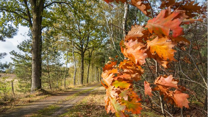 Foto gemaakt door Jos Hebben  - Altweerterheide - Naast de warmste 12 november ooit gemeten was het ook tijdens de intocht van Sinterklaas nog nooit zó warm