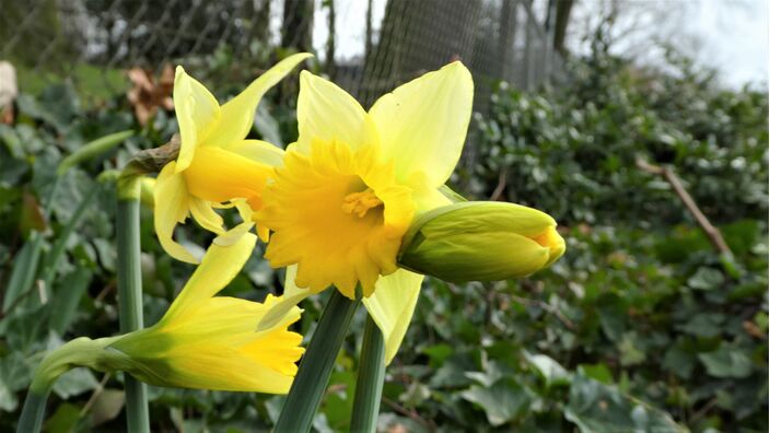 Foto gemaakt door Willy Bonnink - Winterswijk - Narcissen op 3 januari...