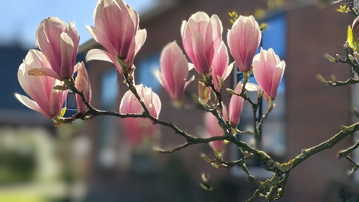 Foto gemaakt door Marius Visser - Diever - De magnolia in bloei