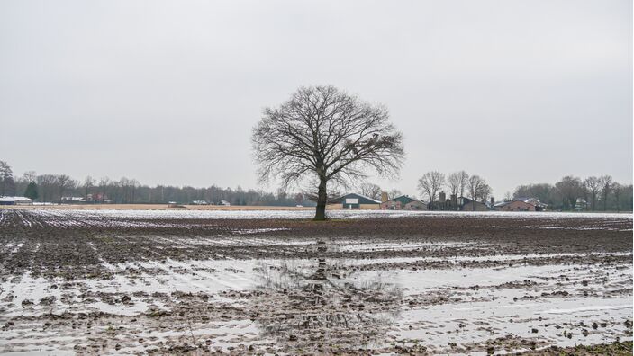 Foto gemaakt door Jos Hebben - Altweerterheide - Wordt het nog wat met deze winter? Waarschijnlijk niet... De aanwijzingen groeien dat we aan het begin van een wisselvallige en zachte februarimaand staan. 