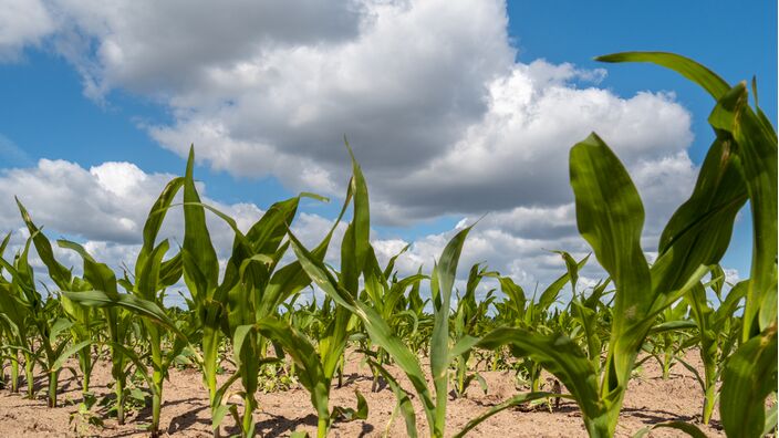 Foto gemaakt door Jos Hebben - Door de neerslag en het daaropvolgende zonnige weer, vond een 'groene explosie' plaats. En hoewel het nu groeizaam weer is, ligt nieuwe droogte alweer op de loer.