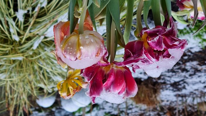 Foto gemaakt door Colinda van Binnendijk - Amsterdam - April begon dit jaar met een sneeuwverrassing. 