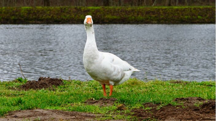 Foto gemaakt door Toon Boons - Berkel-Enschot - Het hogedrukgebied, dat zo lang saai winterweer heeft gebracht, is in beweging gekomen. Krijgen we nu met een westcirculatie te maken? De nieuwe 30-daagse.