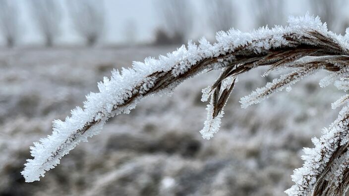 Foto gemaakt door Anje Palland - Op veel plekken een winterse wereld: ijs, rijp en mist, soms zelfs een beetje sneeuw. Tevens de eerste officiële ijsdag sinds februari 2021!