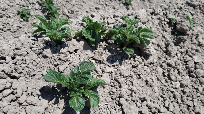 Foto gemaakt door Jannes Wiersema - Verschillende gewassen, waaronder deze aardappelgewassen, hebben het moeilijk door de droogte. De op 2-na langste droogteperiode ooit gemeten komt zondag waarschijnlijk ten einde.