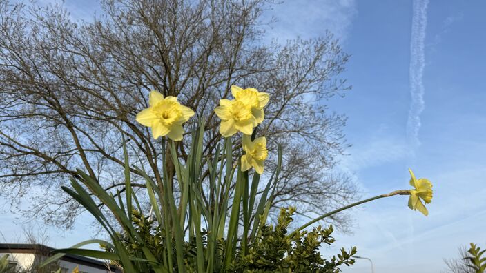 Foto gemaakt door Jolanda Bakker - Zevenhuizen