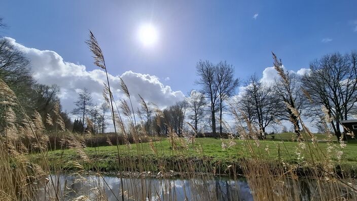 Foto gemaakt door Jolanda Pelkmans - Tilburg - Meerdere grassen zorgen nu voor de verspreiding van pollen Foto gemaakt door Jolanda Pelkmans - Tilburg - Meerdere grassen zorgen nu voor de verspreiding van pollen