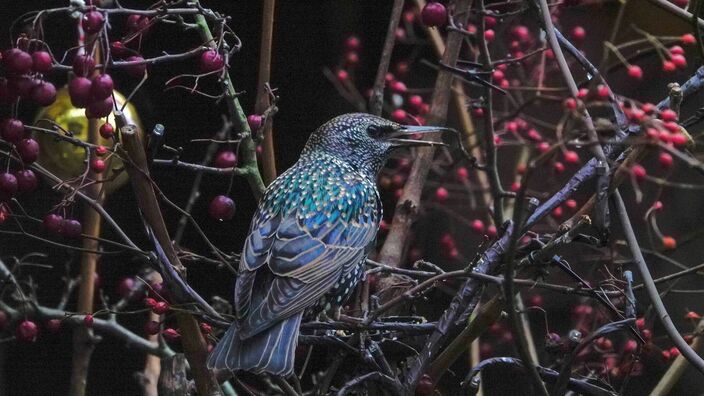 Foto gemaakt door Fas Vermeulen - Leerdam - Door de warme dagen is er nog genoeg voedsel te vinden voor vogels Foto gemaakt door Fas Vermeulen - Leerdam - Door de warme dagen is er nog genoeg voedsel te vinden voor vogels