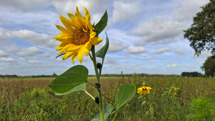 Foto gemaakt door Jolanda Pelkmans - Hulten - Nazomeren met zonnebloemen Foto gemaakt door Jolanda Pelkmans - Hulten - Nazomeren met zonnebloemen