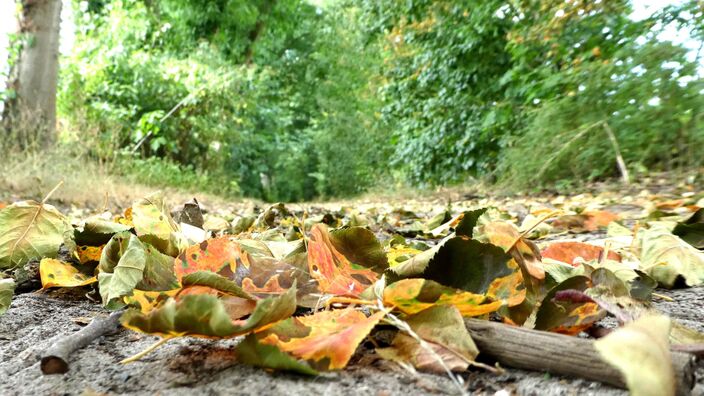 Foto gemaakt door Willy Bonnink - Meddo - Mooi die bladeren, maar niet in juli! Na 2018, 2019 en 2020 vallen ook nu alweer bladeren van bomen door de droogte. Iets wat vroeger uniek was, lijkt tegenwoordig bijna jaarlijks terug te keren.