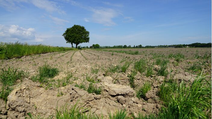 Foto gemaakt door Toon Boons - Berkel-Enschot - De verwachting voor de komende zomer van Weer.nl is uit. Het lijkt een warme en ook vrij droge zomer te worden. Er zit wel onzekerheid in de verwachting. 