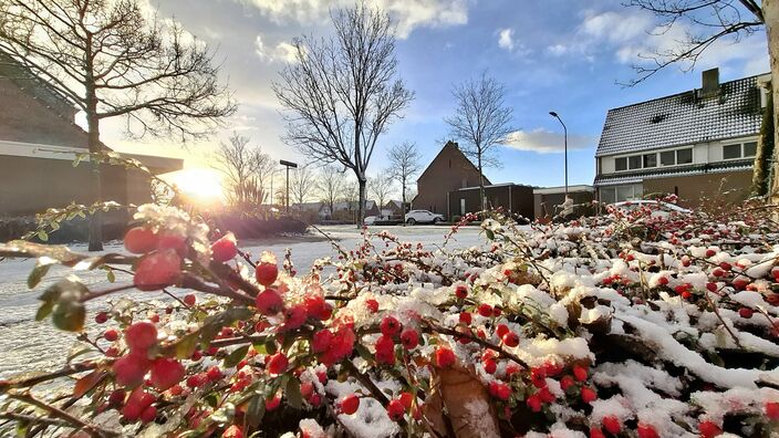 Foto gemaakt door Jolanda Pelkmans - Gilze - Rode besjes die bedekt zijn met een laagje sneeuw door sneeuwbuien in Gilze, Noord-Brabant Foto gemaakt door Jolanda Pelkmans - Gilze - Rode besjes die bedekt zijn met een laagje sneeuw door sneeuwbuien in Gilze, Noord-Brabant