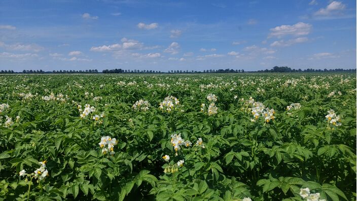 Foto gemaakt door Altjo Wubbema - Jipsingboertange (Gr) - Zet juli het zomerweer voort?