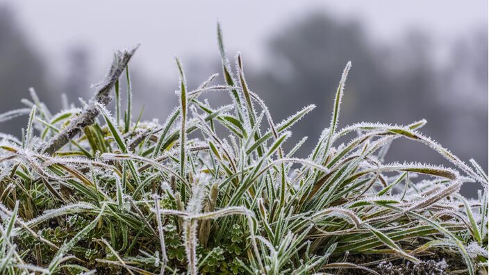 Foto gemaakt door Ab Donker - Buurmalsen - Ondanks dat de weerkaarten er grootschalig positief uitzien voor winterweer, wil het nog niet lukken met sneeuw of serieuze vorst