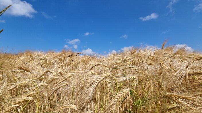 Foto gemaakt door Jannes Wiersema - Roodeschool - De regen van de afgelopen week was niet voldoende om aan de droogte in Nederland een einde te maken. Voorlopig blijven we bij de droogste jaren.