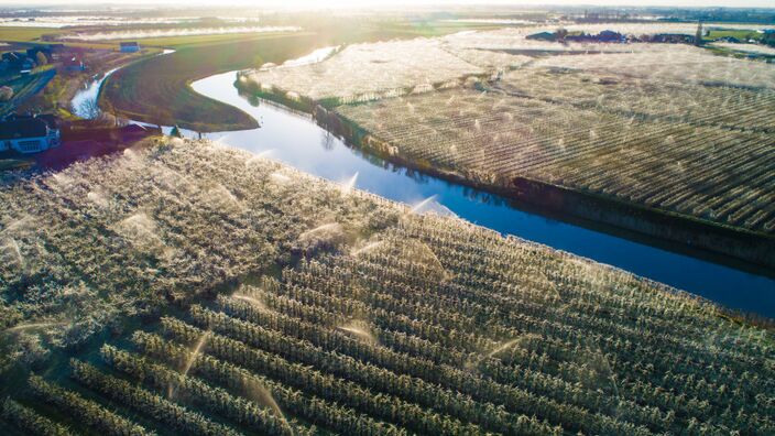 Foto gemaakt door Ab Donker - Buurmalsen - Fruitbomen in de Betuwe worden beschermd tegen late voorjaarsvorst.