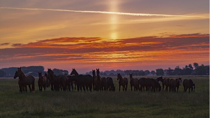 Foto gemaakt door Marinus de Keijzer - Gellicum - Een zonnezuil net voor zonsopkomst vanochtend.