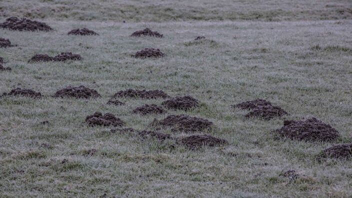 Foto gemaakt door Ab Donker - Buurmalsen - Veel molshopen en rijp op het gras in Buurmalsen
