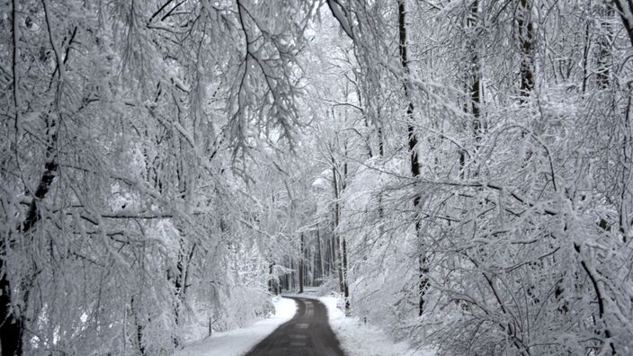 Foto gemaakt door Hans Janssen - Vijlen - Sneeuw in de bossen van Vijlen rond 24 januari. 