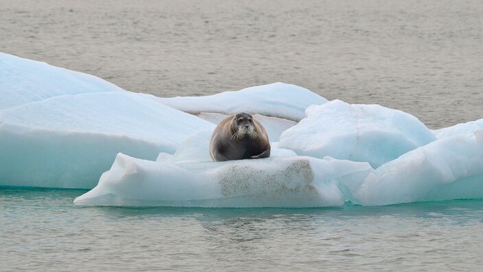 Foto gemaakt door Rob Oo. - Beaufort Zee - Een zeehond op een ijsschots in de Beaufort Zee.
