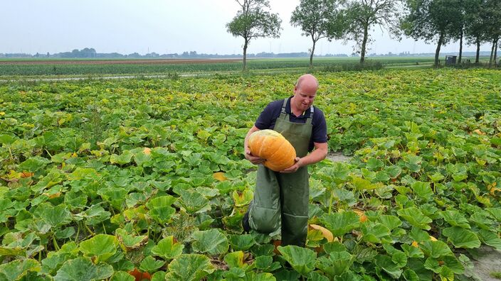 Foto gemaakt door Jannes Wiersema - Roodeschool - In Groningen is de oogst van pompoenen begonnen.