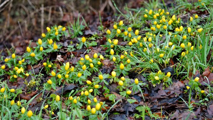 Foto gemaakt door Ton Wesselius - Hoogmade - Winterweer lijkt er ook in februari niet meer in te zitten. Wel ziet het ernaar uit dat we op een warmere lente dan vorig jaar afstevenen, vooral vanaf april. 