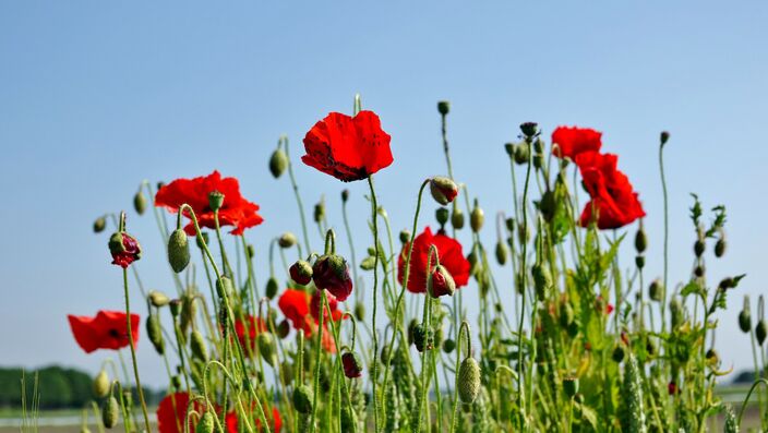 Foto gemaakt door Ton Wesselius - Rijpwetering - We gaan een lange periode met warm en vaak zonnig zomerweer in. Vanaf vrijdag kan het daarbij op steeds meer plaatsen tropisch warm worden. 