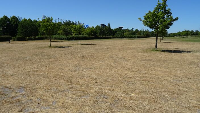 Foto gemaakt door Albert Thibaudier - Heerenveen - Het is al 30 dagen zeer droog in ons land. Zowel de bodem als het gras droogt op veel plekken uit. 