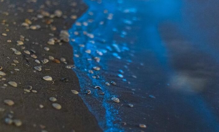 Foto gemaakt door Corné Ouwehand - Katwijk aan Zee - De prachtig felblauw oplichtende kleur van zeevonk