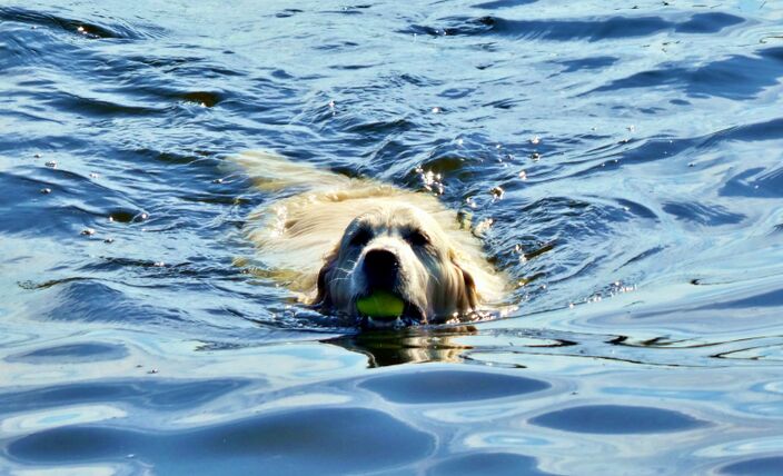 Foto gemaakt door Ton Wesselius - Rijpwetering - Niet alleen mensen hebben last van de hitte. Dieren zoeken deze dagen verkoeling in het water.