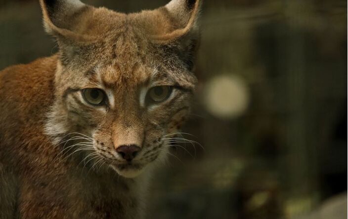 Foto gemaakt door Nicky Pe via Pixabay - Zien we binnenkort de lynx weer in ons land?