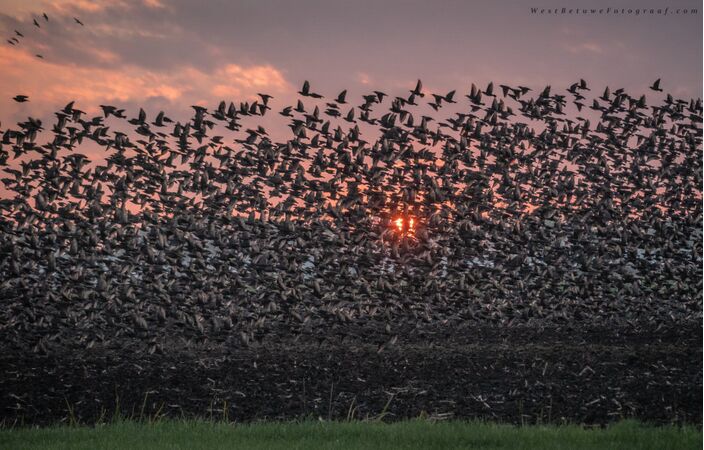 Foto gemaakt door Ronald Verwijs - Het ongewoon warme weer voor de tijd van het jaar houdt voorlopig aan. Bijna dagelijks wordt het wel ergens 20 graden en valt een regen- of onweersbui.